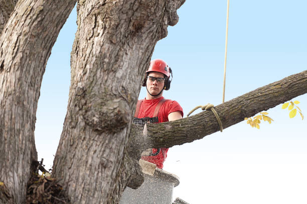 Best Fruit Tree Pruning  in North Conway, NH